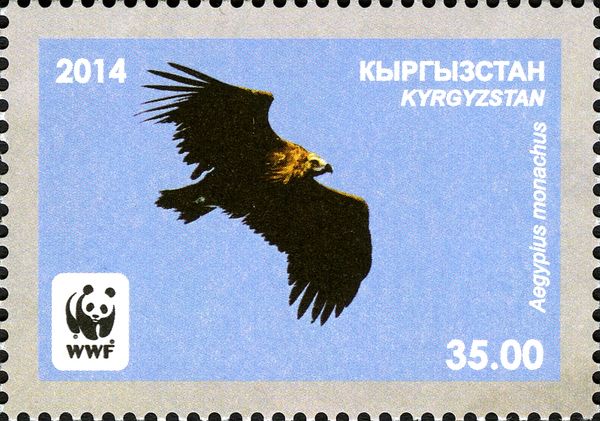 Cinereous Vulture (Aegypius monachus), Flying
