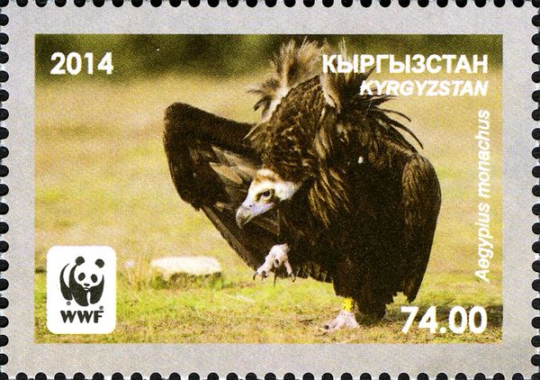 Cinereous Vulture (Aegypius monachus), Dance Display