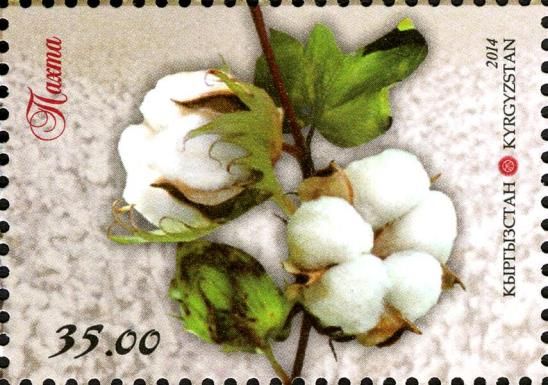 Cotton - White Gold of Kyrgyzstan