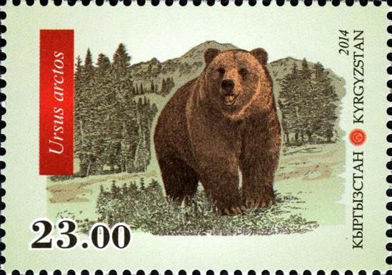 Brown Bear (Ursus arctos)