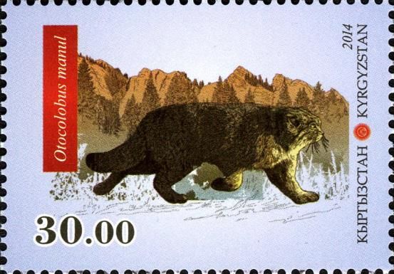 Pallas's Cat (Otocolobus felis manul)