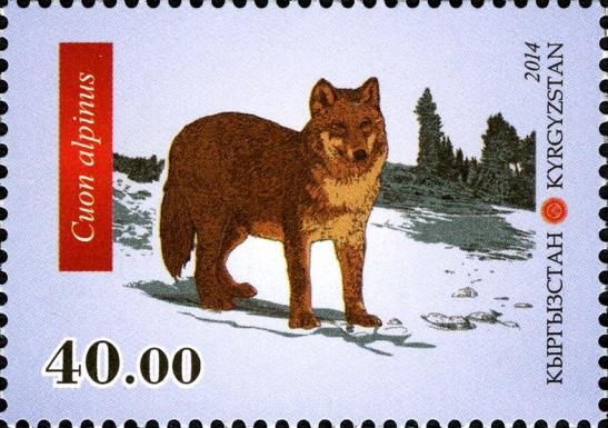 Dhole (Cuon alpinus)
