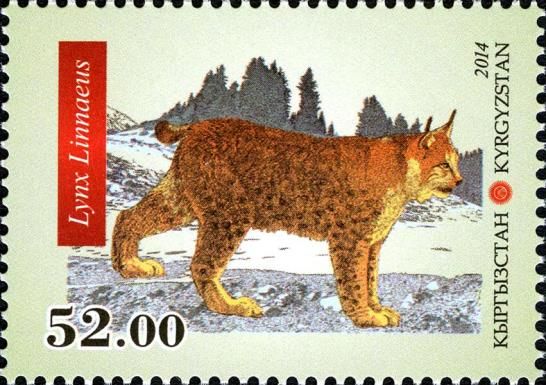 Eurasian Lynx (Lynx lynx)