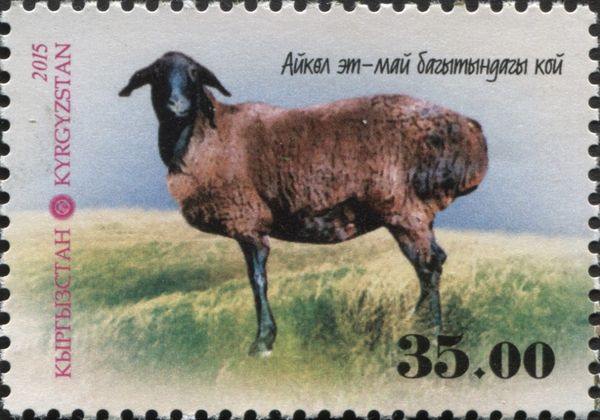 Aykol (Ovis ammon aries)