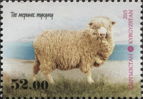 Mountain Merino (Ovis ammon aries)