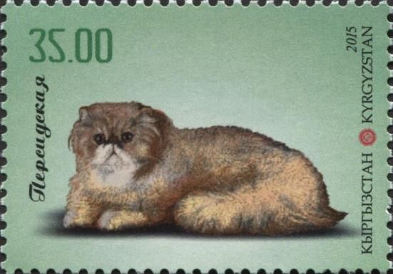 Persian Cat (Felis silvestris catus)