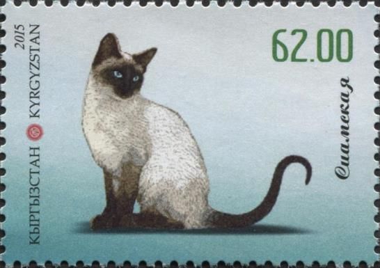 Siamese Cat (Felis silvestris catus)