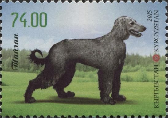 Kyrgyz Taigan (Canis lupus familiaris)