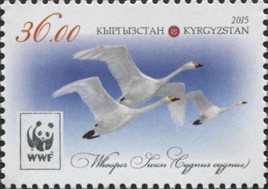 Whooper Swan (Cygnus cygnus), in Flight