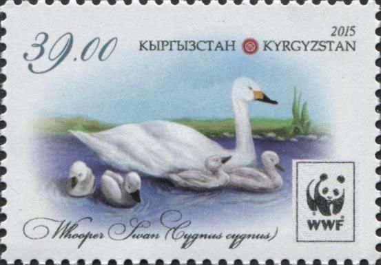 Whooper Swan (Cygnus cygnus), with Cygnets