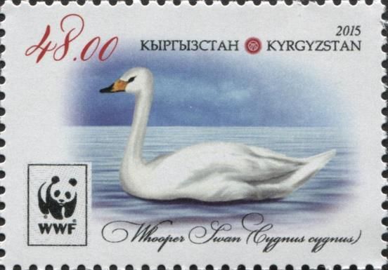 Whooper Swan (Cygnus cygnus), on Water