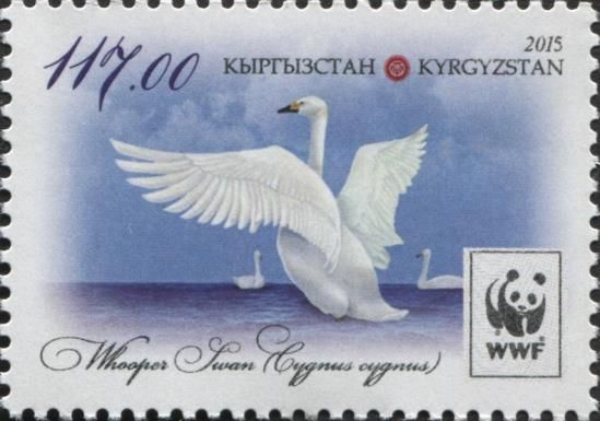 Whooper Swan (Cygnus cygnus), Flaring