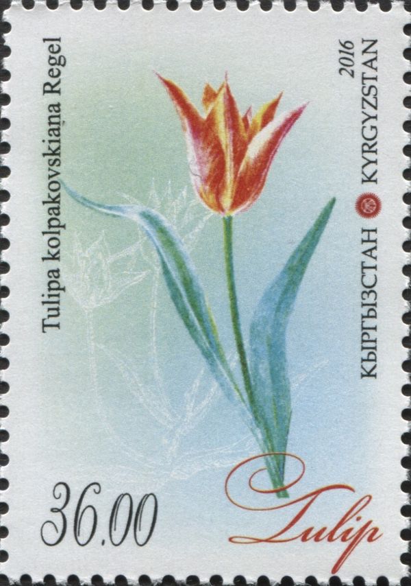 Tulipa kolpakovskiana Regel