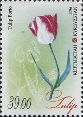 Tulip porto