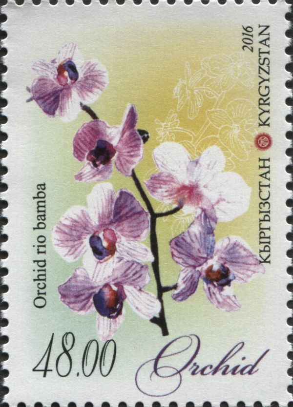 Orchid Rio bamba