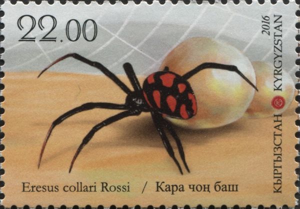 Ladybird Spider (Eresus kollari)