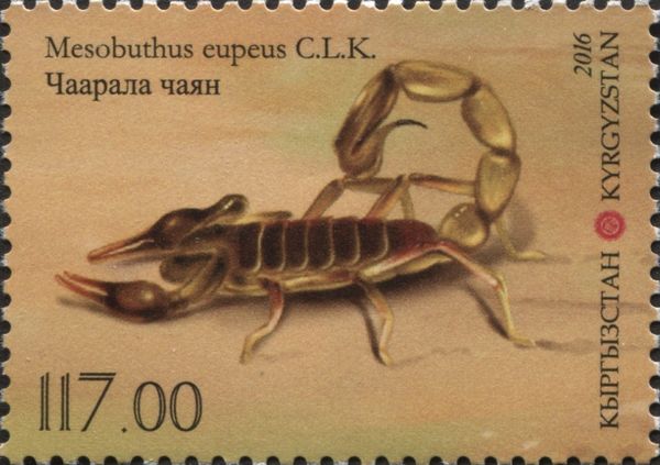 Lesser Asian Scorpion (Mesobuthus eupeus)
