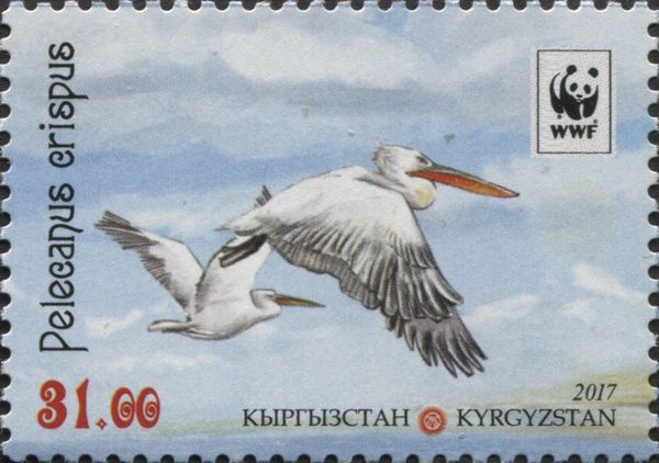 Dalmatian Pelican (Pelecanus crispus), Two Birds in Flight
