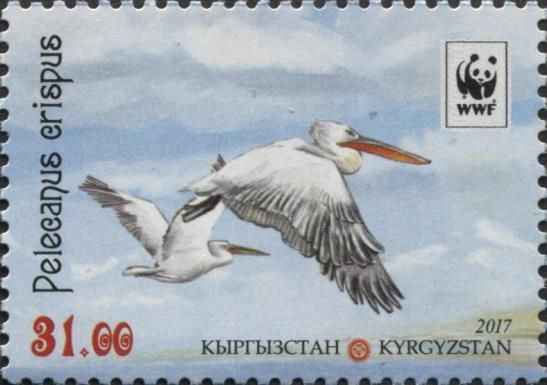 Dalmatian Pelican (Pelecanus crispus), Two Birds in Flight
