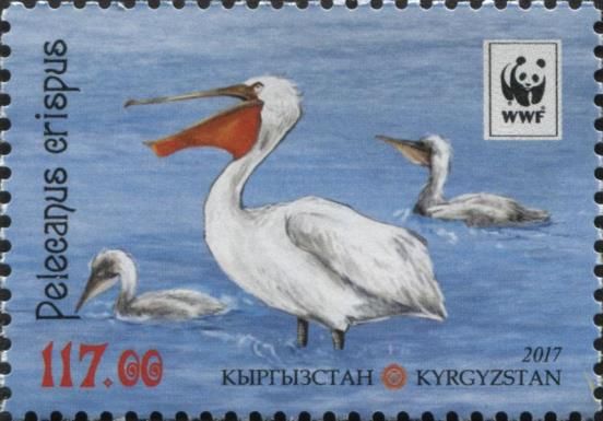 Dalmatian Pelican (Pelecanus crispus), Wading