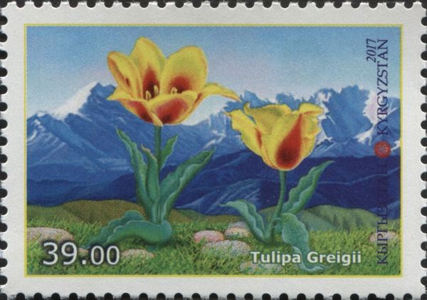 Greig's Tulip (Tulipa greigii)