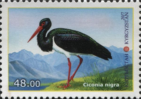 Black Stork (Ciconia nigra)