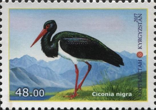 Black Stork (Ciconia nigra)