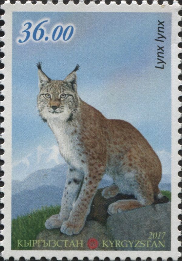 Eurasian Lynx (Lynx lynx)