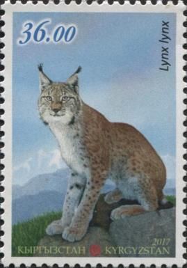 Eurasian Lynx (Lynx lynx)