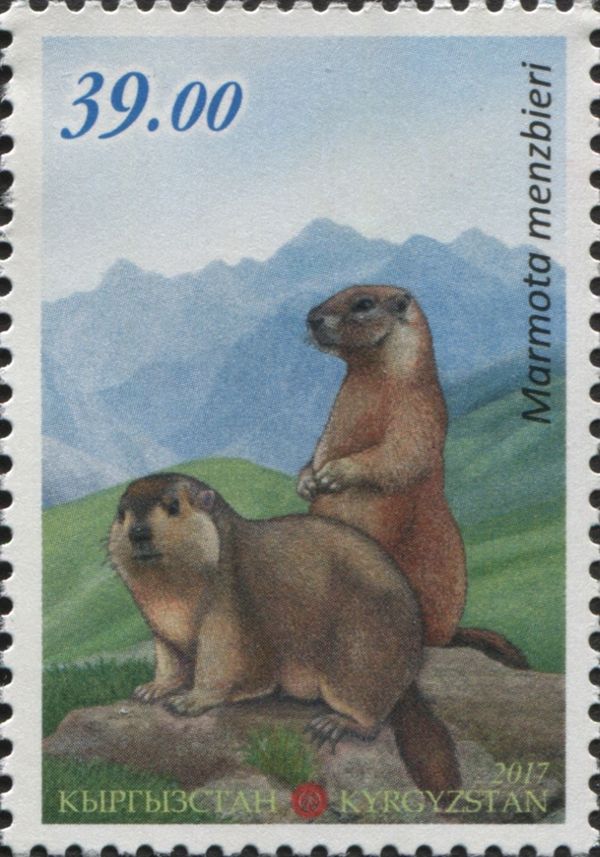 Menzbier's Marmot (Marmota menzbieri)