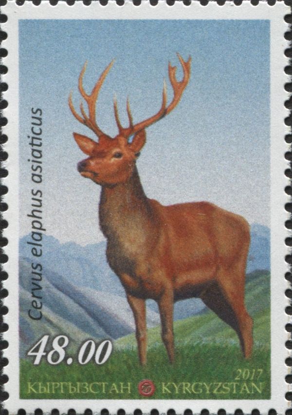 Asiatic Red Deer (Cervus elaphus asiaticus)