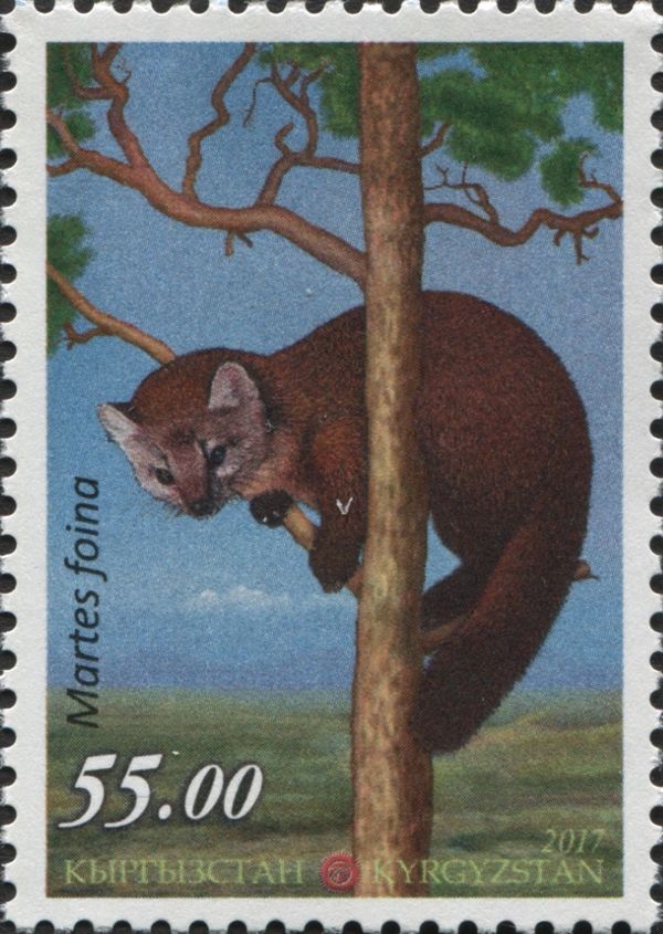 Beech Marten (Martes foina)