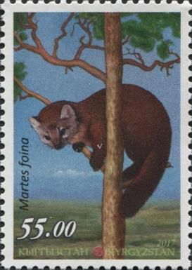 Beech Marten (Martes foina)