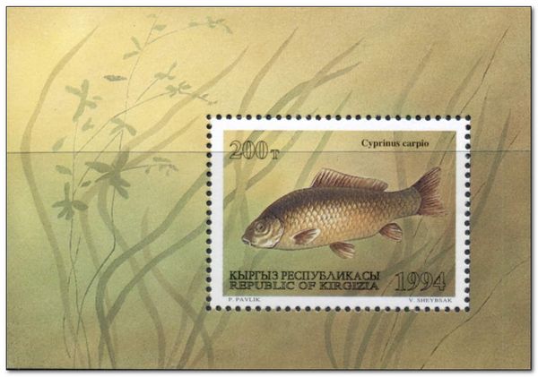 Common Carp (Cyprinus carpio)