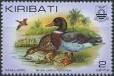Mallard (Anas platyrhynchos)