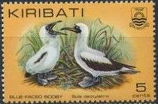 Blue-faced Booby (Sula dactylatra)