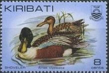 Northern Shoveler (Anas clypeata)