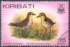 Pacific Plover (Pluvialis dominica fulva)