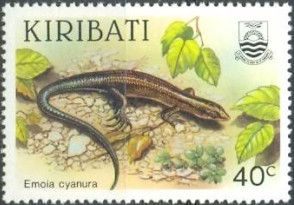 Copper-tailed Skink (Emoia cyanura)