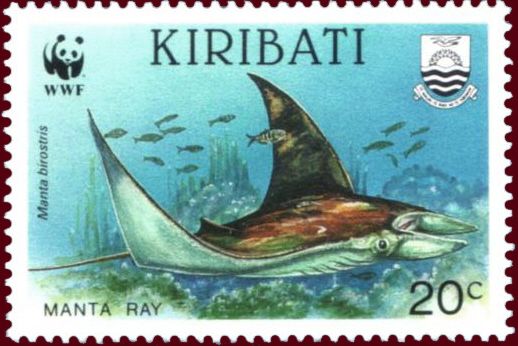 Giant Oceanic Manta Ray (Manta birostris)