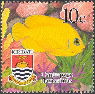 Lemonpeel Angelfish (Centropyge flavissimus)