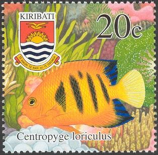 Flame Angelfish (Centropyge loriculus)