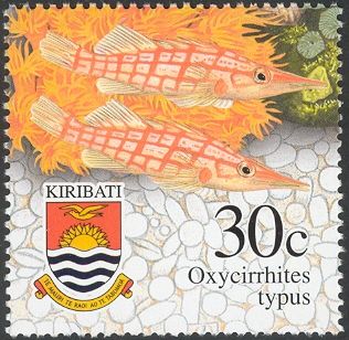 Longnose Hawkfish (Oxycirrhites typus)