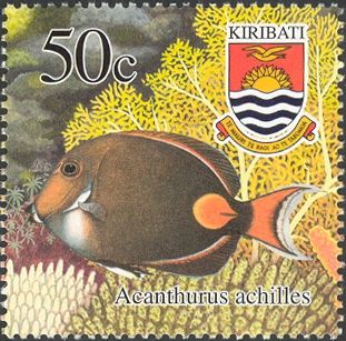 Achilles Tang (Acanthurus achilles)