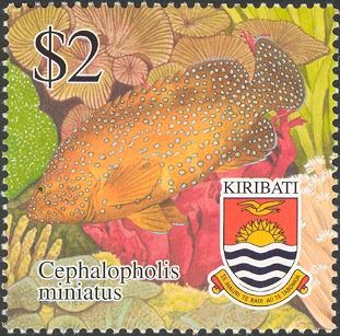 Coral Hind (Cephalopholis miniatus)