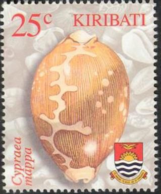 Map Cowry (Cypraea mappa)