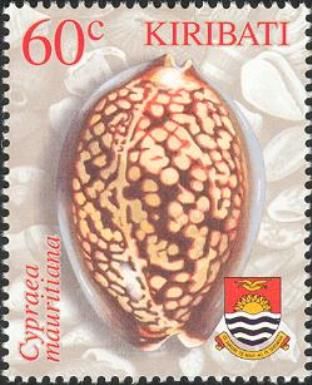 Humpback Cowry (Cypraea mauritiana)