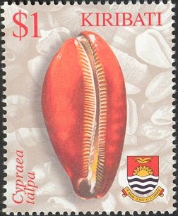 Mole Cowry (Cypraea talpa)