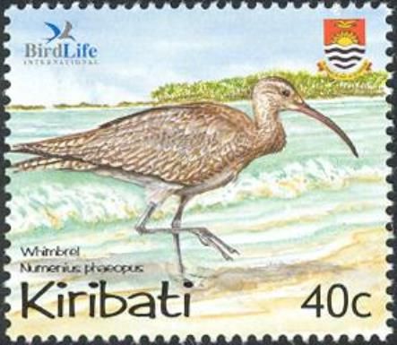 Whimbrel (Numenius phaeopus)