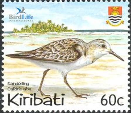 Sanderling (Calidris alba)